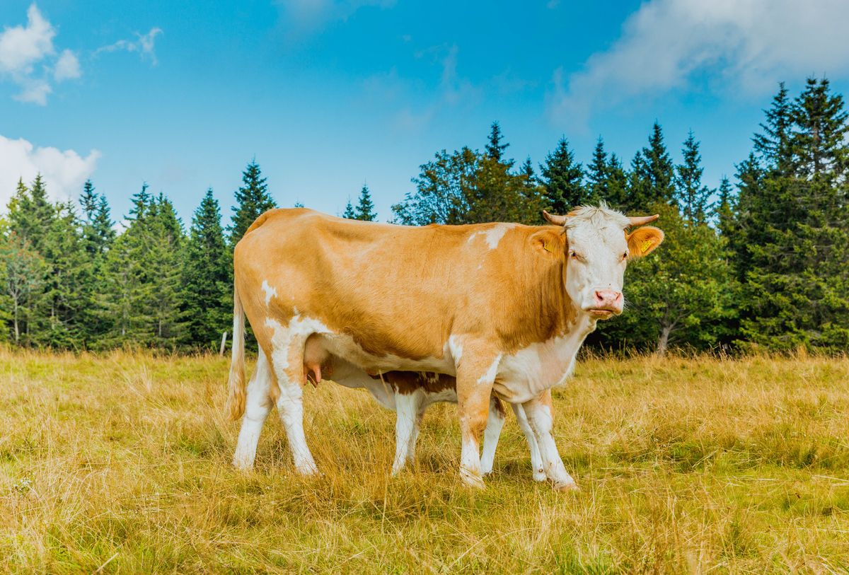 Τα ζώα, συμπεριλαμβανομένων των αγελάδων, παράγουν μεθάνιο αλλά και πολλές γεωλογικές διεργασίες.