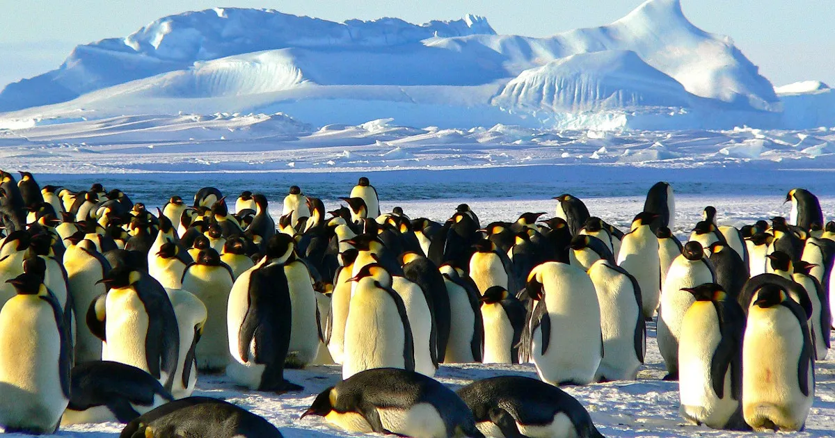 Ανακαλύπτοντας νέες αποικίες πιγκουίνων από το διάστημα