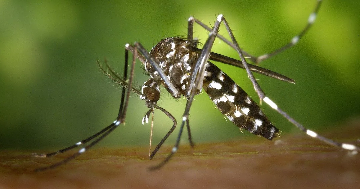 Γενετικά τροποποιημένα κουνούπια εγκρίθηκαν για απελευθέρωση στις ΗΠΑ