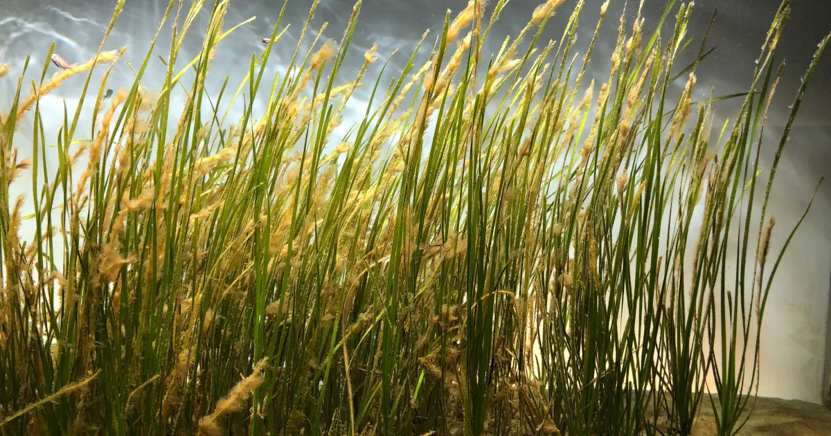 «Το ρύζι της θάλασσας»: Ενας μικροσκοπικός κόκκος μπορεί να αλλάξει τον τρόπο που τρέφεται η ανθρωπότητα
